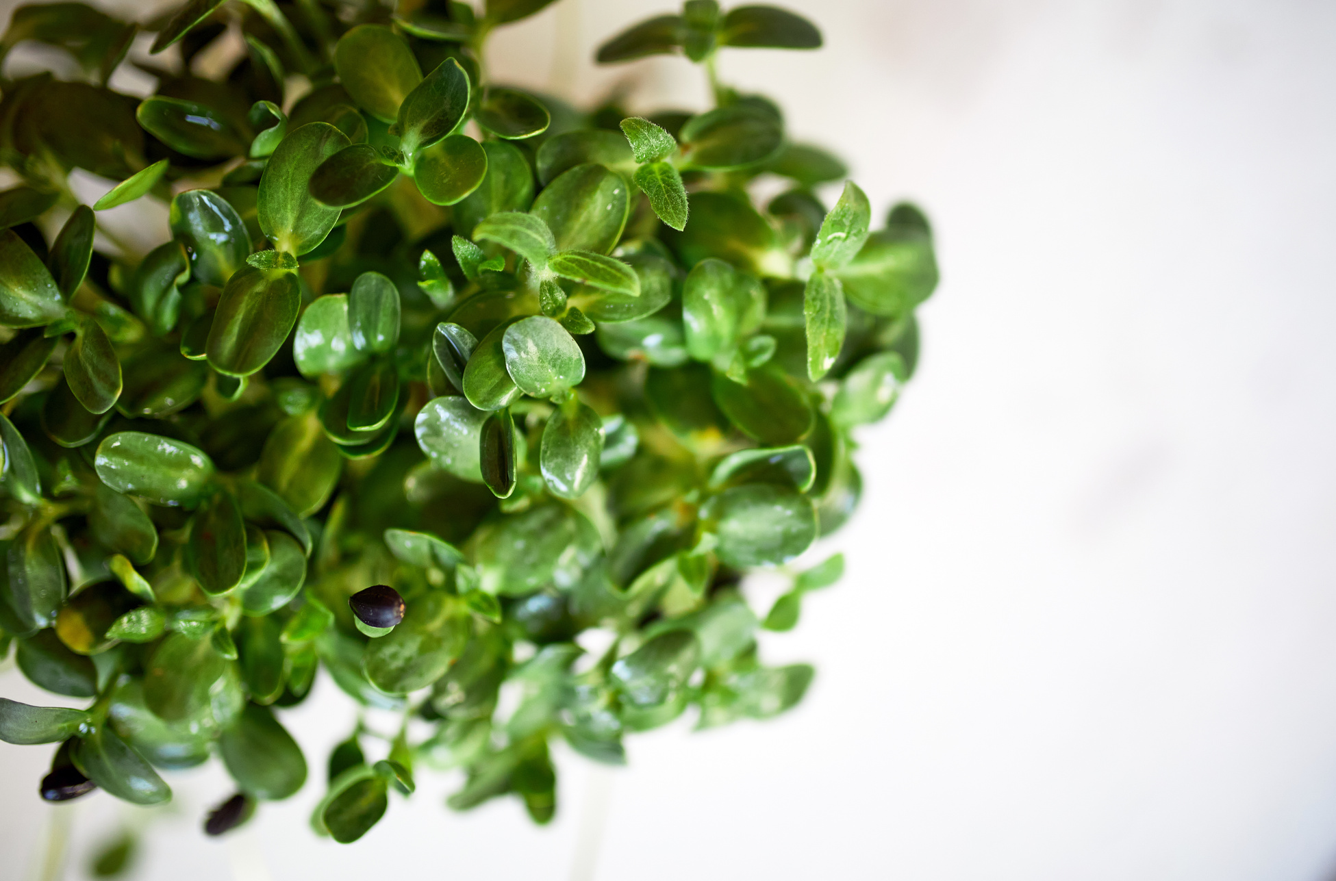 Sunflower Microgreens on White Background